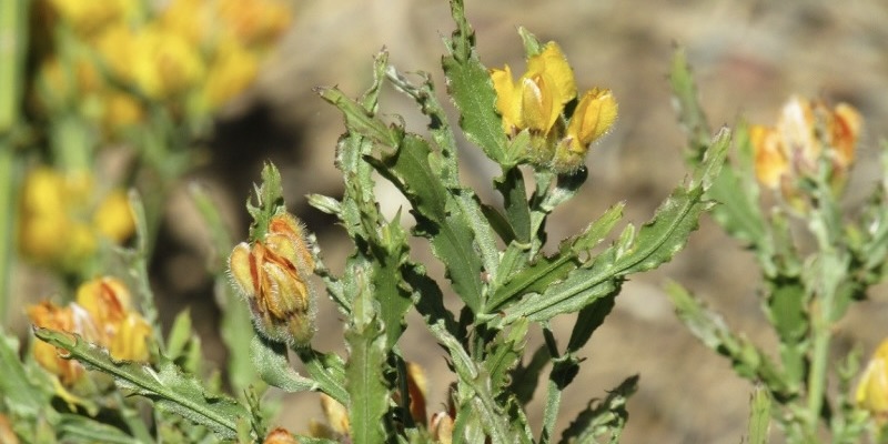 5c6067043e-29.-planta