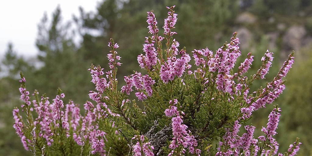 (c) Trygve B. Wiig Bergen Norway (c) Trygve B. Wiig Bergen Norway