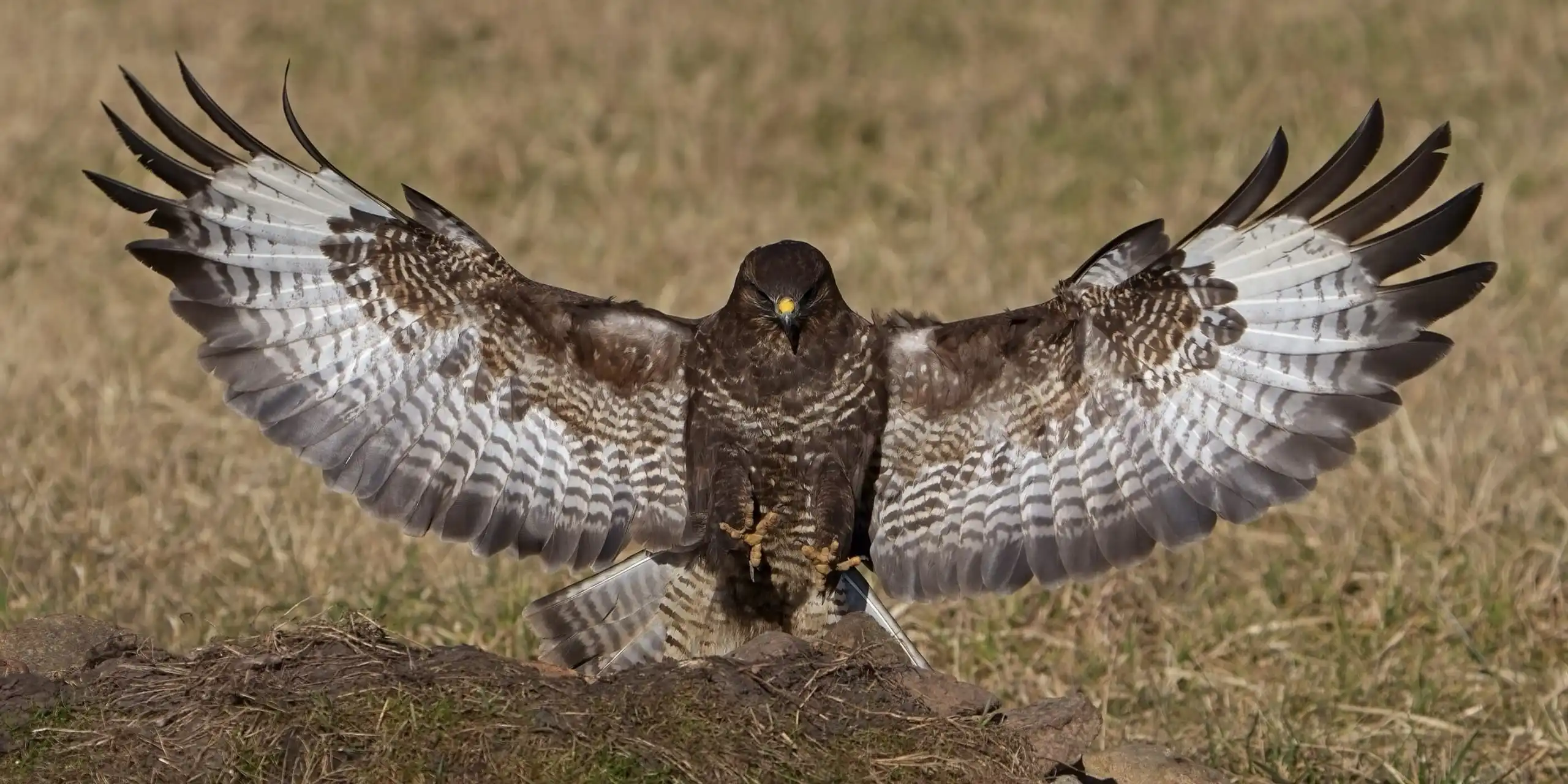 aguia asa redonda aguia asa redonda